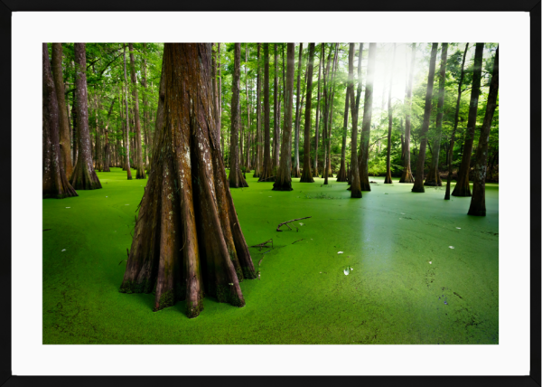 Cypresses on Chicot Lake