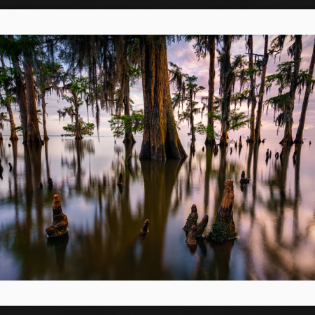 Maurepas Morning