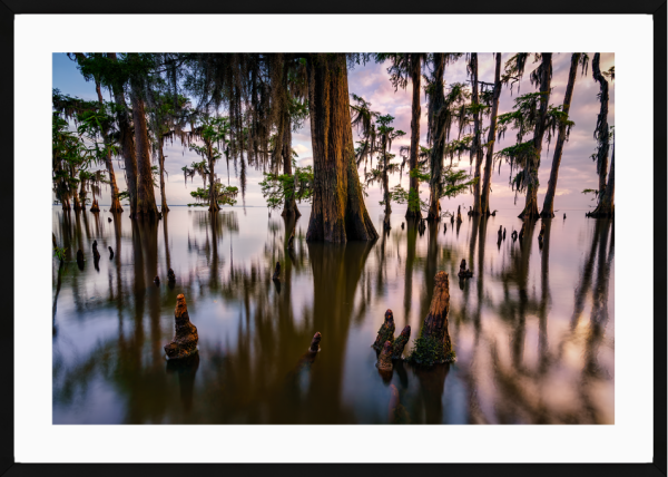 Maurepas Morning