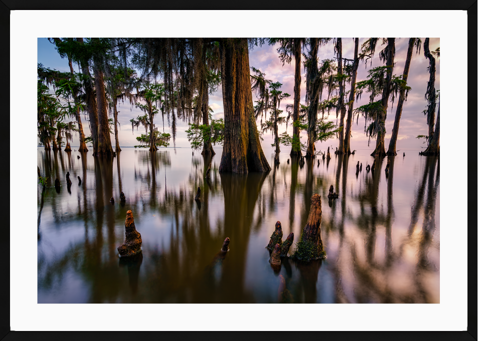 Maurepas Morning