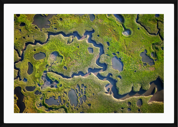 Salt Marsh Abstract
